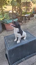 Springer cuccioli