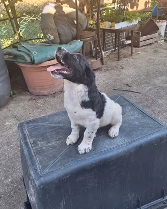 Springer cuccioli VENDUTI