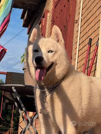 Fidanzata per HUSKY SIBERIANO