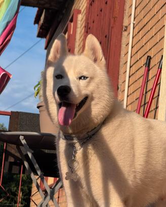 Fidanzata per HUSKY SIBERIANO