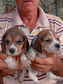 Beagle 