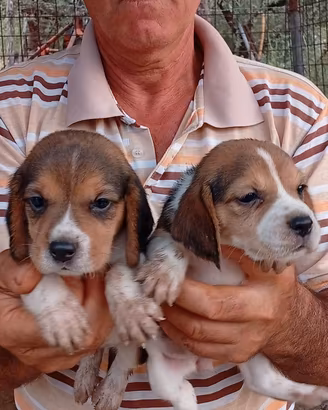 Beagle 