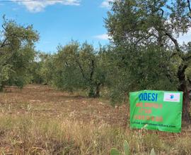 Soluzione Agricola: Terra Fertile La Martella