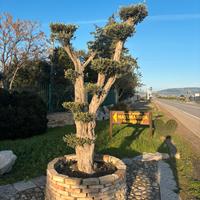 Pianta olivo bonsai altezza 220/230 cm