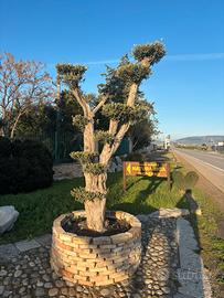 Pianta olivo bonsai altezza 220/230 cm