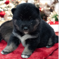 SHIBA INU pedigree ENCI