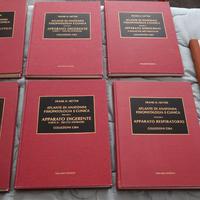 Atlante di Anatomia- F. Netter ed. Ciba 1985