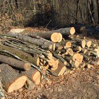 legna da ardere da tagliare 