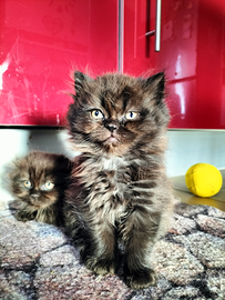 Gattini scottish fold e streight longhair