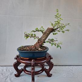 Prebonsai Olmo 