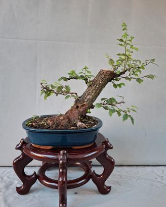 Prebonsai Olmo 