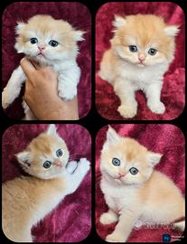 meravigliosi cuccioli british shorthair Longhair 