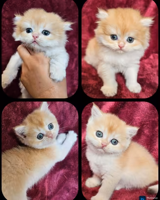 meravigliosi cuccioli british shorthair Longhair 