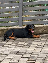 Cuccioli di Pastore della Beauce