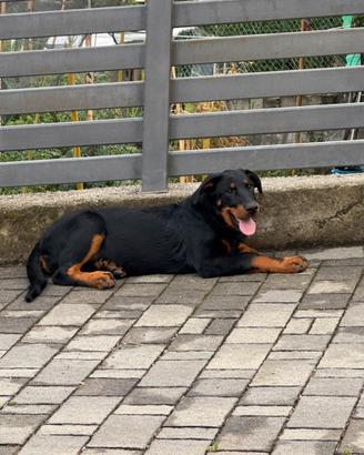 Cuccioli di Pastore della Beauce