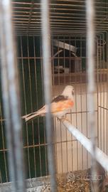 Cardinalini del venezuela Incardellati F1 Cardinal