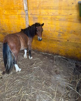 MINI HORSE PONY 72 cm DALLE FORME UNICHE