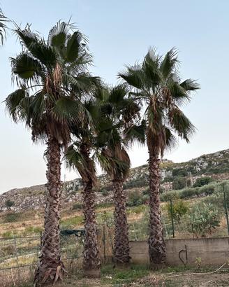 Palme Washingtonia