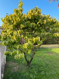 Corniolo / Corns regali