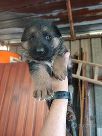Cuccioli pastore tedesco