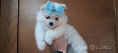 Spitz Pomerania nano