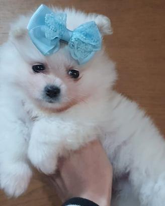 Spitz Pomerania nano