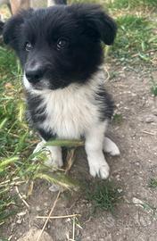 Cuccioli border collie