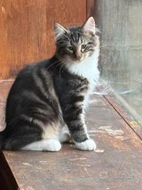 Gatto Norvegese delle foreste