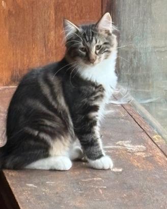 Gatto Norvegese delle foreste