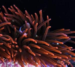 Anemone acquario marino coralli