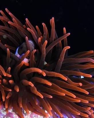 Anemone acquario marino coralli
