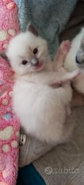 Teneri gattini Ragdoll pedegree