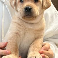 Cuccioli di labrador retriver