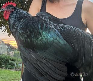 Galli Australorp