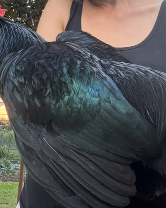 Galli Australorp