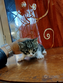 Gattini di 2 mesi
