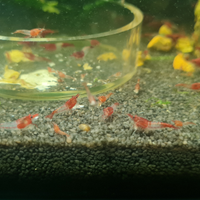 Neocaridine red rili _Torino