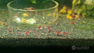 Neocaridine red rili _Torino