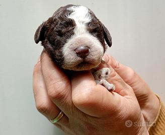 Lagotto Romagnolo