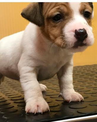 Cuccioli di jaechk russell