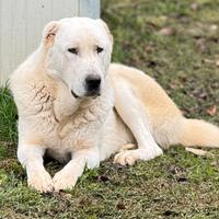 Maschio di Alabay da Guardia (3 anni)