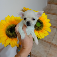 Chihuahua piccole