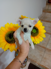 Chihuahua piccole