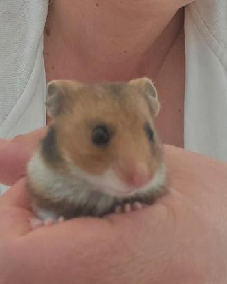 Cuccioli Criceto Dorati ( Siriani )