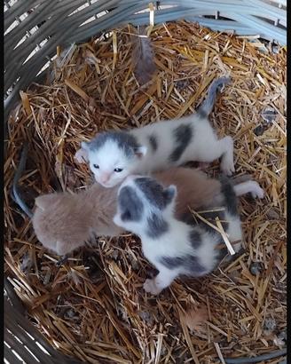 Gattini due maschi e una femmina