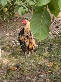 Galline e Galllo Auracana