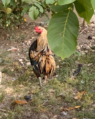 Galline e Galllo Auracana