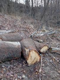 tronchi di rovere 