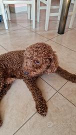 Barboncino maschio di 2 anni
