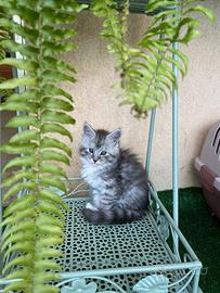Cuccioli di Maine Coon